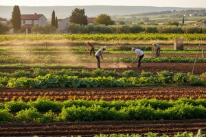 Na manje od 30 hektara više od desetak kultura