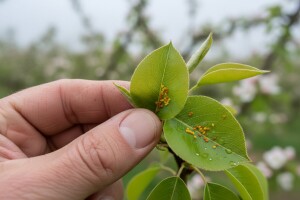 Na naličju listova jaja kruškine buhe