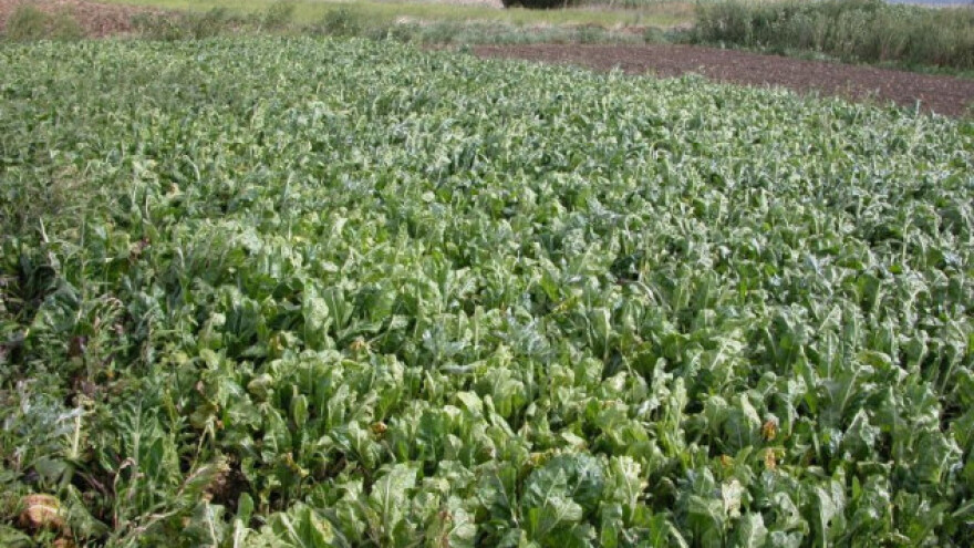 Kako osigurati navodnjavanje povrća?