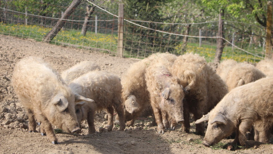 Postavljen kamen temeljac za uzgoj mangulica u Hrvatskoj - "banke" dobrih i korisnih gena