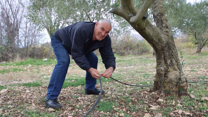 Kako ekološke prakse doprinose budžetu konvencionalnog maslinarstva?