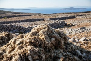 Na otocima propadaju stotine tona vune