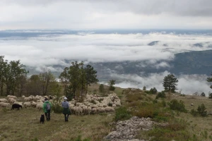 Ugroženi su zbog nedostatka ispaše, kako očuvati suhe krške travnjake Učke i Ćićarije?