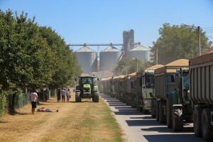 Na predaju pšenice čekaju 12 sati