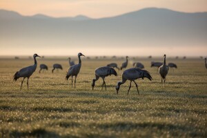 Na putu ka sjeveru ždralovi odmorili na Kupresu