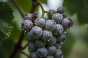 Na rajnskom rizlingu primijećen botritis