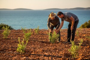 Na spaljenoj zemlji podigli nove trajne nasade