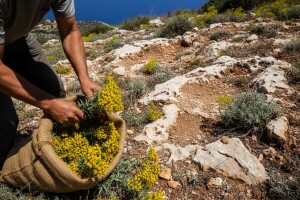 Na terenu tisuće berača, a prijavljeno osam!