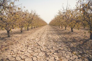 Na voćnjacima dva milijuna kuna štete od suše