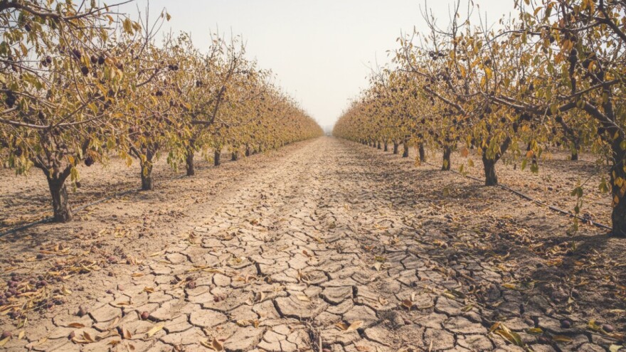 Na voćnjacima dva milijuna kuna štete od suše