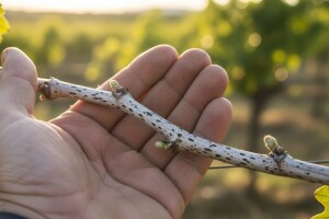 Na vrijeme zaštitite vinograd od crne pjegavosti