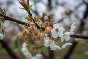 Na vrijeme zaštitite voće od monilije!