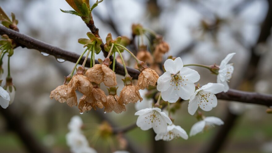 Na vrijeme zaštitite voće od monilije!