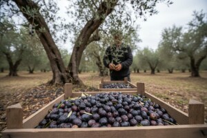 Na zadarskom području ubrat će se 6000 tona maslina