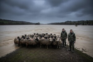 Nabujala Bosna zarobila dva čobanina i 700 ovaca!