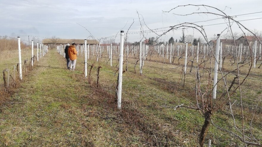 U kakvom je stanju vinova loza na dan Svetog Trifuna?