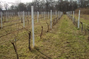 Šta niste znali o podizanju zasada vinove loze?