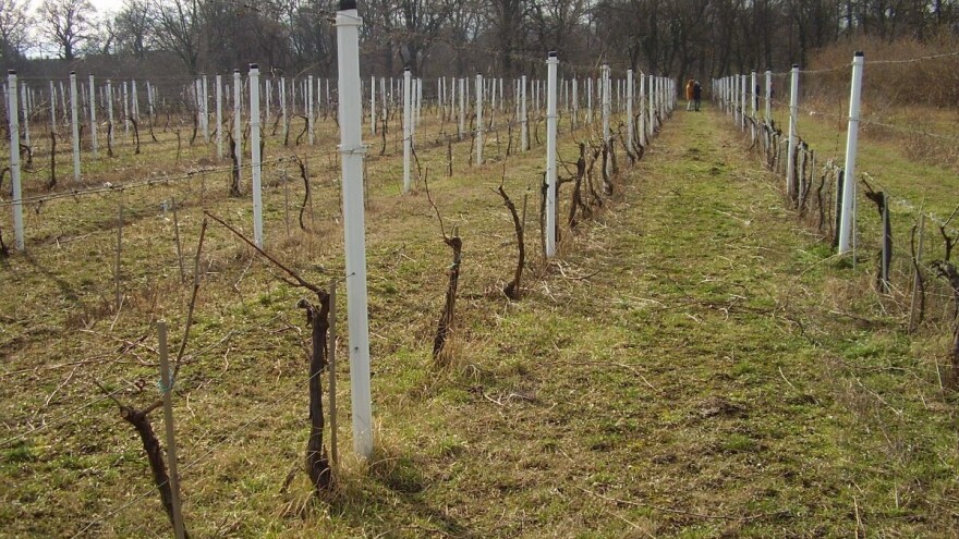 Šta niste znali o podizanju zasada vinove loze?