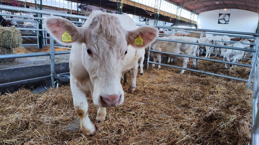 Podeljeni pehari i medalje za najbolja grla, ali nije bilo nijedne mlečne krave