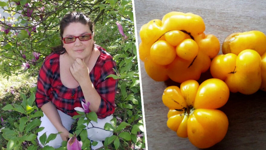 Niko ne zna zašto je Nadin paradajz žut, ni koju dinju uzgajaju