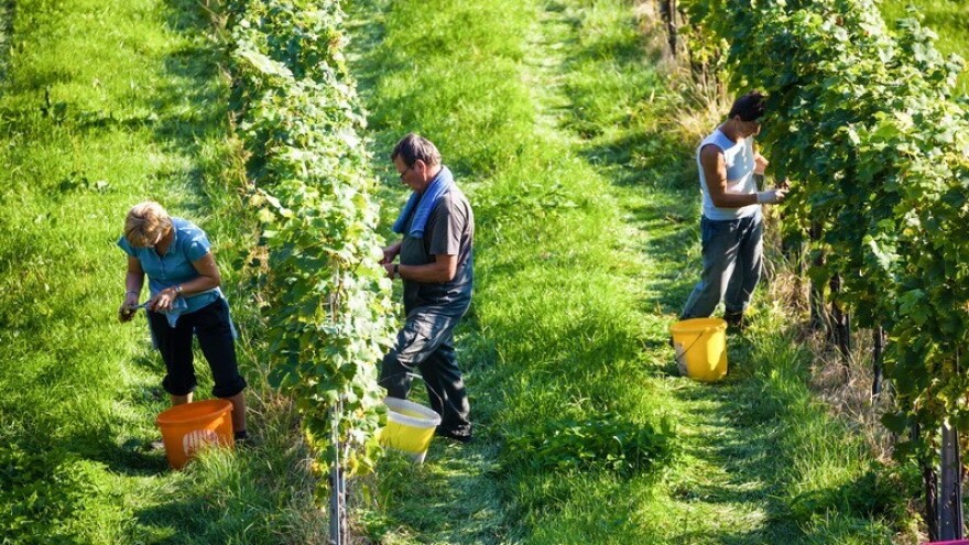 U nadnicama ekonomisti, trgovci i medicinari