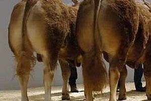 Nadute krave krivci za eksploziju štale