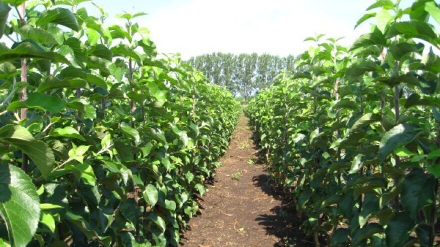 Otpornije - a isplativije sorte jabuka? Da!