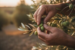 Najbolja ulja rade Istrani, a pakovinu Bračanin