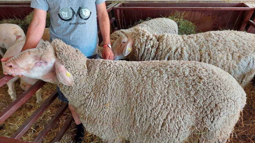 Rasni ovan s farme Miljković pokupio najviše ocjene na Novosadskom sajmu