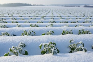 Najbujnija u zimu ušla uljana repica