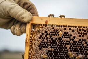 Najčešće i najopasnije bolesti pčela