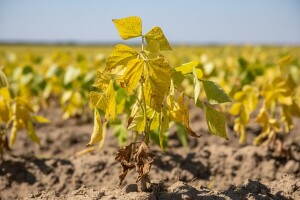 Najčešće pogreške u zaštiti graha