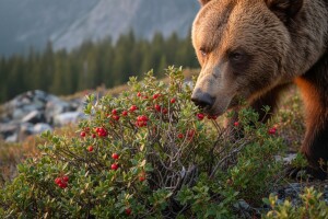 Najdraža hrana medvjeda liječi bubrege