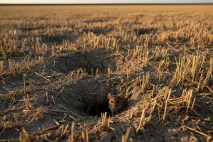 Najezda poljskih miševa u pivarskom ječmu