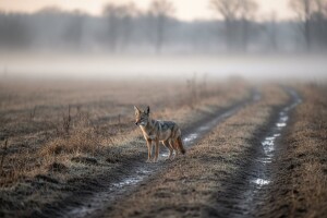 Najezda šakala i lisica - tamane plemenitu divljač!