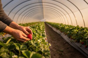 Najizdržljivije sorte jagode okosnica OPG Gajski