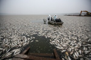Najmanje 35 tona mrtve ribe pluta jezerom