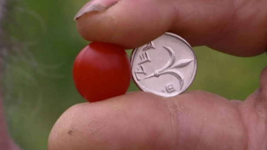 Izraelci proizveli najmanji paradajz na svijetu