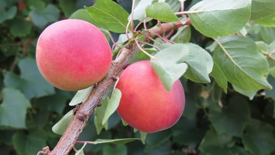 Neobično proljeće izrodilo i neobično voće: jagodarka zrela, trešnja duplih plodova, a papežova kajsija vuče na džanariku