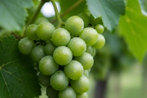 Najsigurnija zaštita grozda