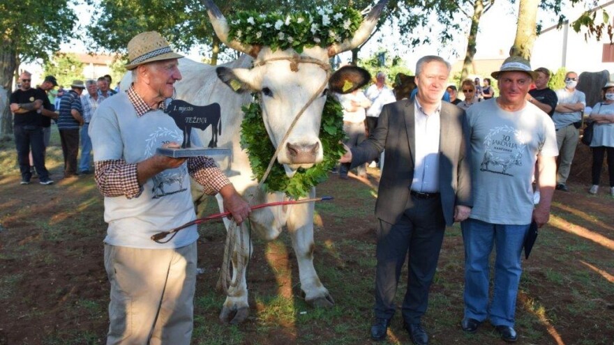 Najveća kanfanarska fešta - 31. Jakovlja i Smotra istarskih volova