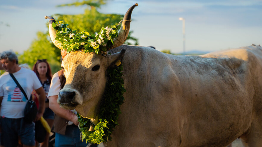 Boškarin Marija Udovičića oborio rekord  - s 1.421 kilograma uzeo titulu najtežeg vola