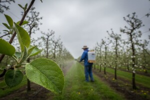 Najuspješnija fungicidna zaštita biljaka