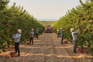 Najveća plantaža višnje u Europi