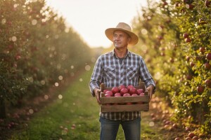 Najveći bruto prihod po hektaru ima uzgoj jabuke!