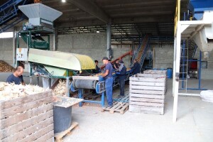 Iz Dervente stiže sjeme za cijelu BiH: Kvalitetnije od uvoznog!
