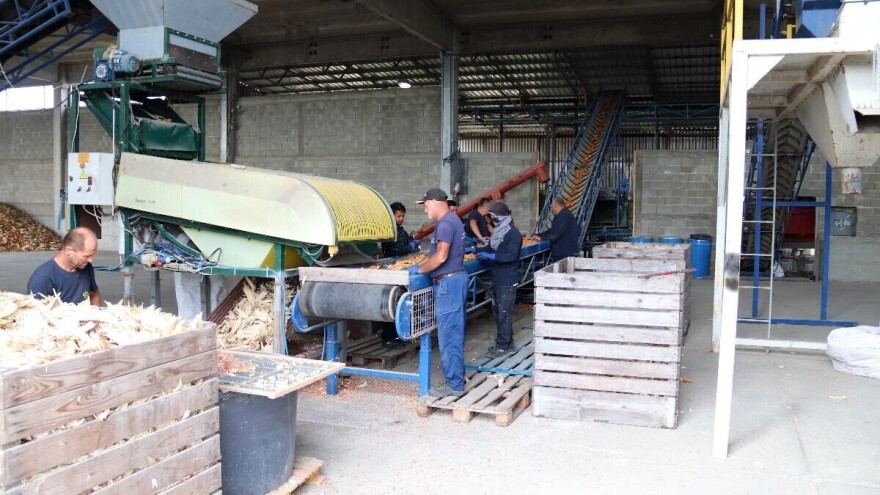 Iz Dervente stiže sjeme za cijelu BiH: Kvalitetnije od uvoznog!