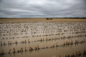 Najviše stradale soja, pšenica i kukuruz!
