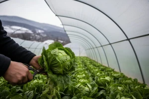 Najzaposleniji berači zelene salate