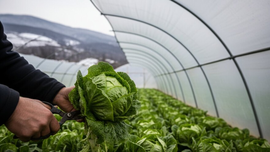 Najzaposleniji berači zelene salate